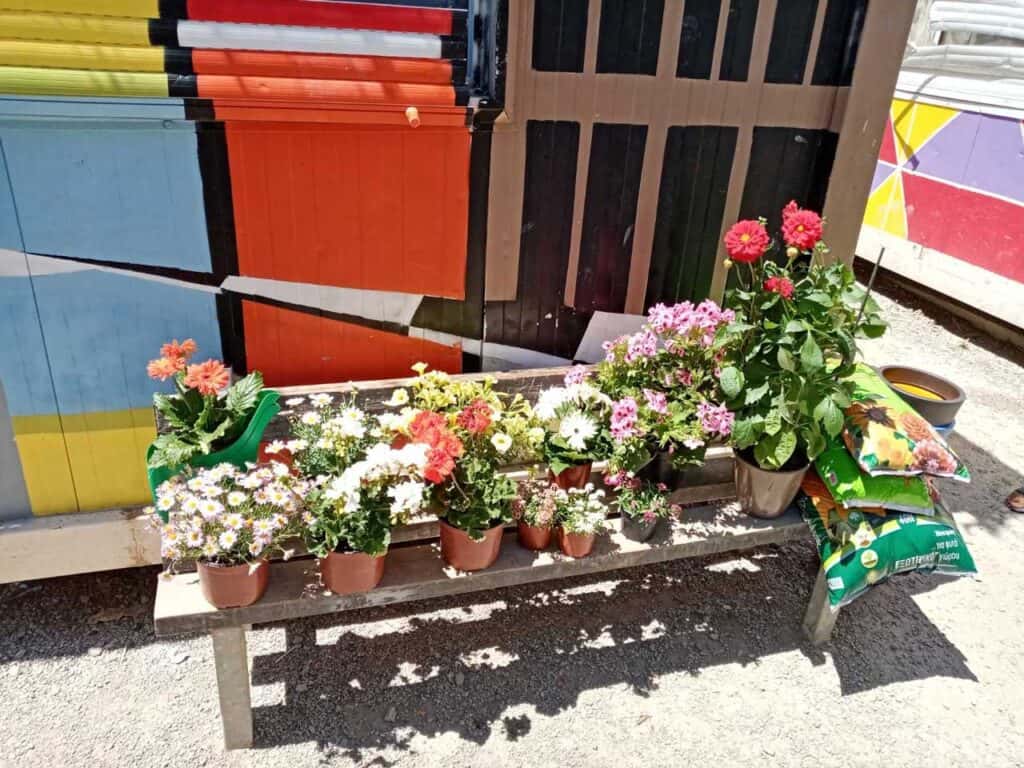 Metadrasi - metadrasi safe area flowers 2