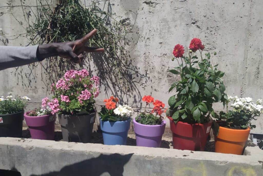 Metadrasi - metadrasi safe area flowers 5
