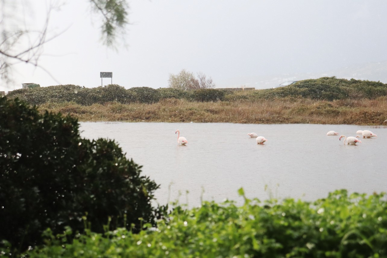 Metadrasi - The unaccompanied children of our Samos shelter get in touch with the special natural beauty of the island 3 Metadrasi - METArasi samos flamingos 2