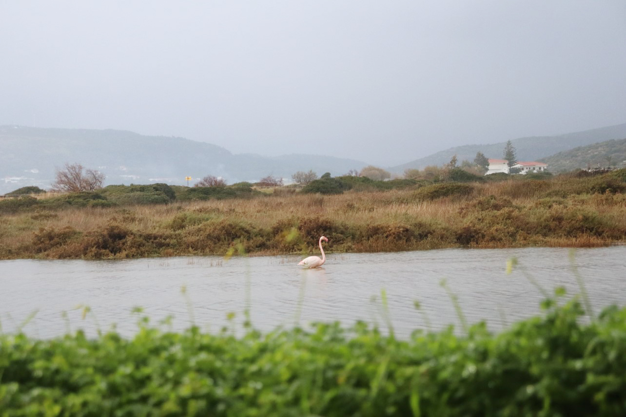Metadrasi - The unaccompanied children of our Samos shelter get in touch with the special natural beauty of the island 5 Metadrasi - METArasi samos flamingos 4