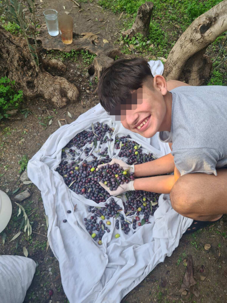 Metadrasi - Olive Harvest by the children of our Accommodation Facility in Samos 4 Metadrasi - METAdrasi Facility Samos 3