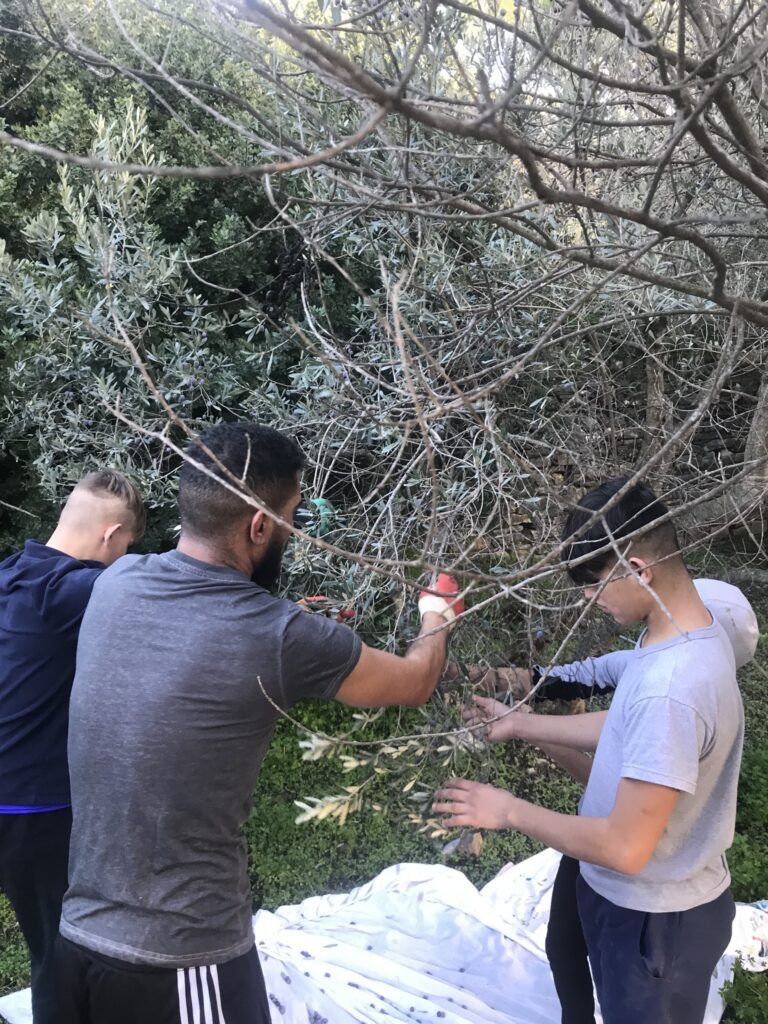 Metadrasi - Olive Harvest by the children of our Accommodation Facility in Samos 7 Metadrasi - METAdrasi Facility Samos 4 1