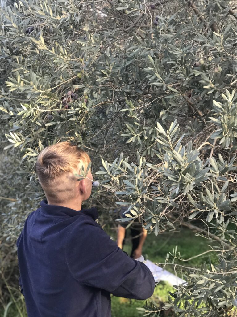 Metadrasi - Olive Harvest by the children of our Accommodation Facility in Samos 5 Metadrasi - METAdrasi Facility Samos 5