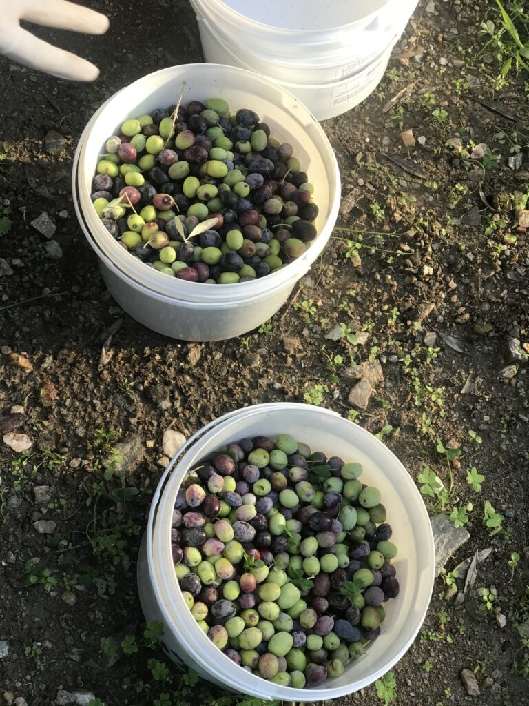 Metadrasi - Olive Harvest by the children of our Accommodation Facility in Samos 6 Metadrasi - METAdrasi Facility Samos 6