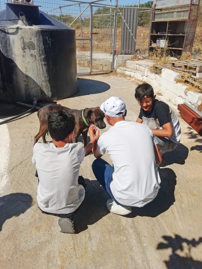 Metadrasi - Unaccompanied children of the Samos Accommodation Centre visit the Animal Welfare Association of the island 3 Metadrasi - METAdrasi Samos shelter 2
